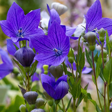 Balloon Seeds – Perennial Platycodon Grandiflorus