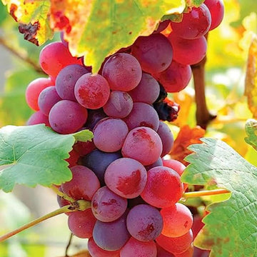 Grape Seeds – Red Concord