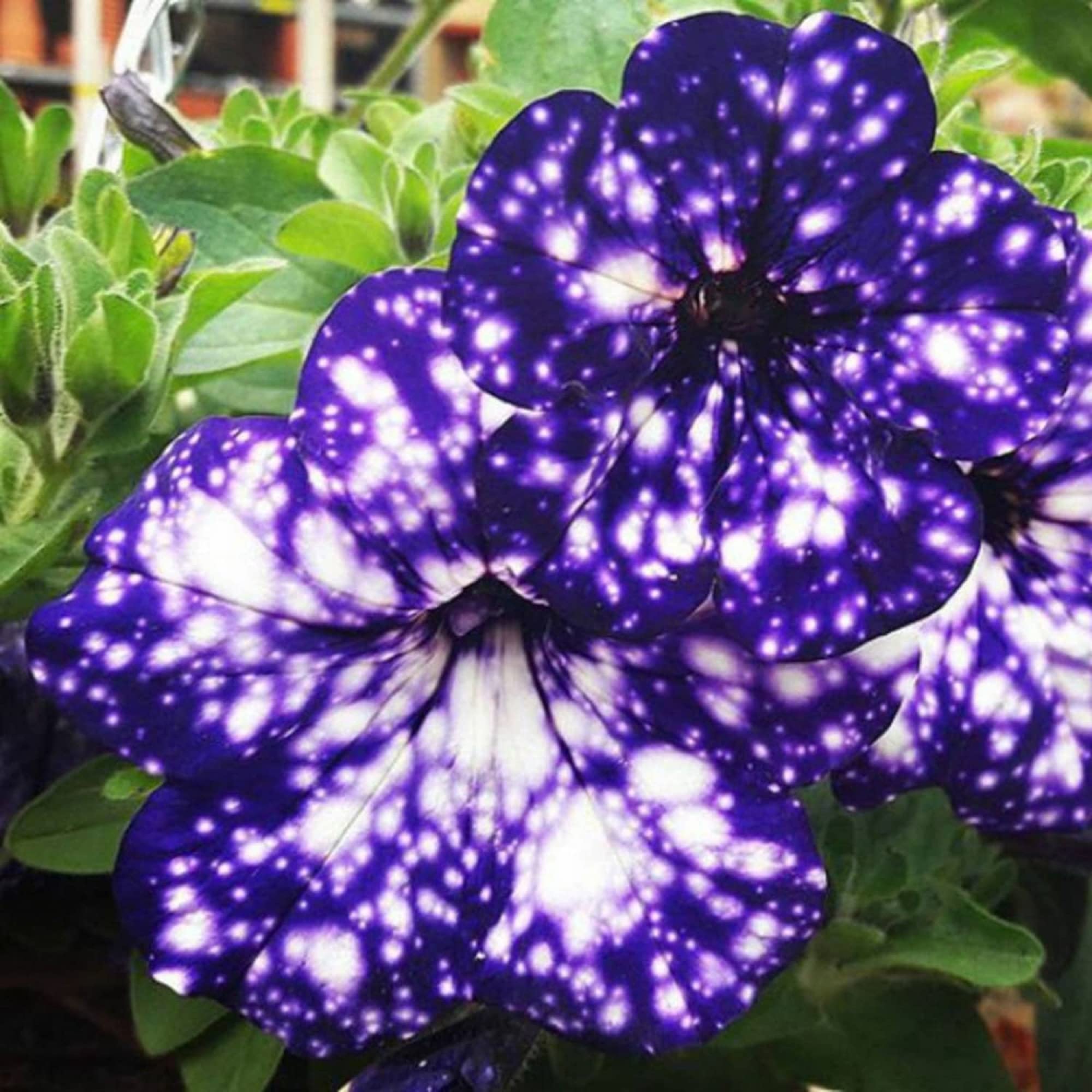 Petunia Seeds – Starry