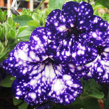 Petunia Seeds – Starry