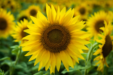 Sunflower Seeds – Giant Titan