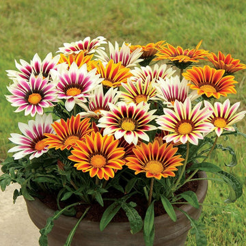 Gazania Seeds – Mixed Colors