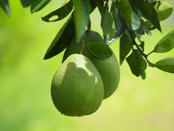 Pummello Seeds - Citrus Maxima