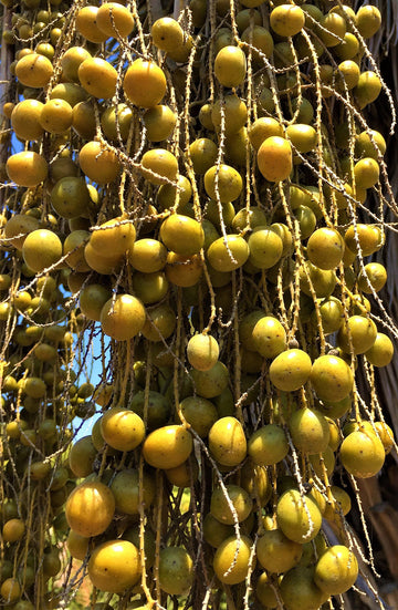 Brahea Armata Seeds – Blue Palm