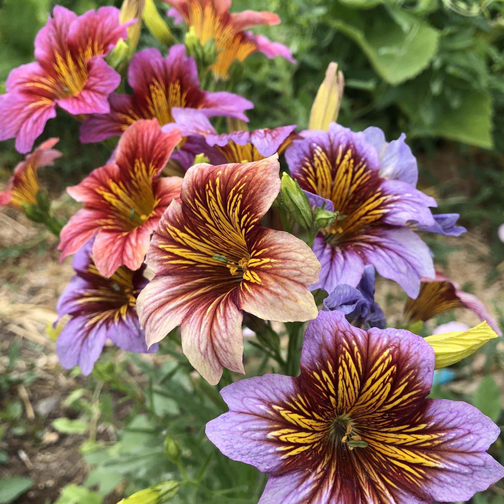 Painted Tongue Seeds – Mixed Colors