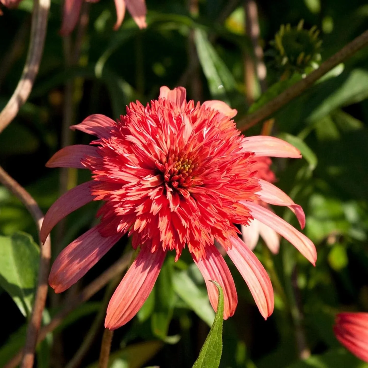 Echinacea Seeds – Secret Passion