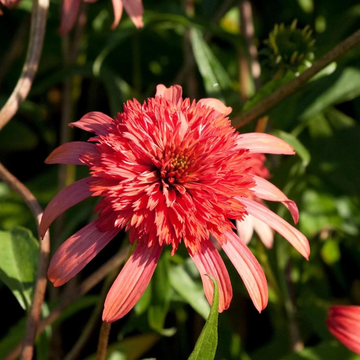 Echinacea Seeds – Secret Passion