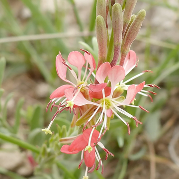 Beeblossom Seeds – Scarlet