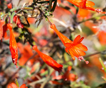 California Fuchsia  Seeds – Epilobium Canum, Hardy & Low Maintenance