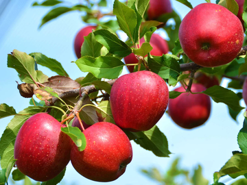 Crab Apple Seeds