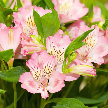 Alstroemeria Seeds – Pink