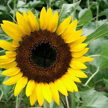 Sunflower Seeds - Black Oil