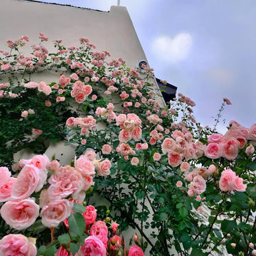 Pink Climbing Rose Vine Seeds – Perennial, Fragrant Blooms