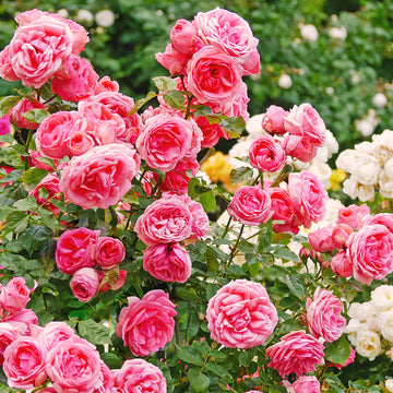 Wood Rose  Seeds – Heirloom, Vibrant Blooms