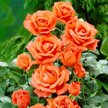 Rose Seeds – Fragrant Climbing Baby Orange