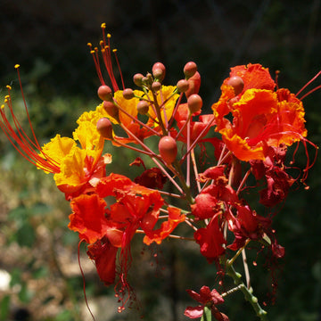 Pride of Barbados  Seeds – peacock