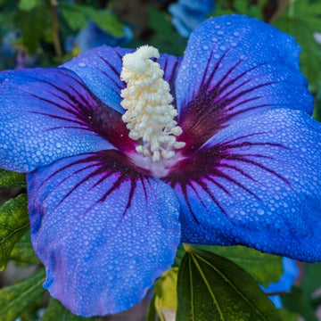 Hibiscus Seeds – Blue
