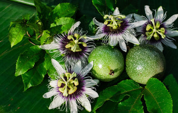 Seed - Passiflora Edulis