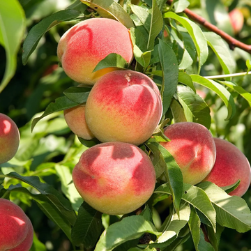 Peach Seeds - Bonanza