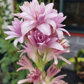 Tuberose Seeds – Pink
