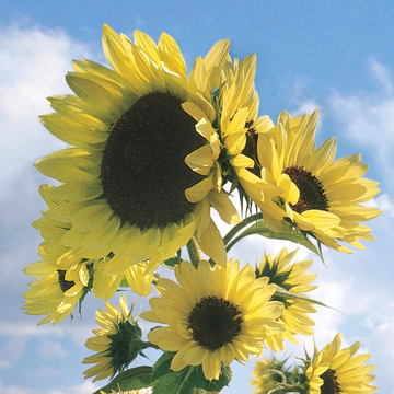 Sunflower Seeds – Moonwalker