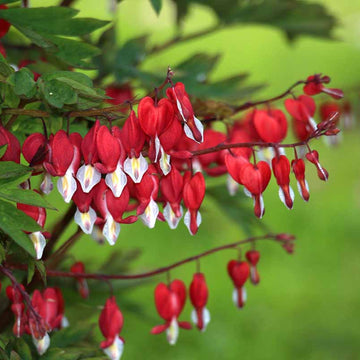 Bleeding Heart Seeds – Mixed Colors