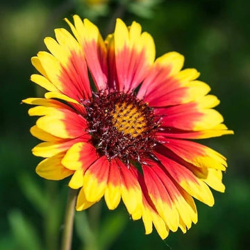 Blanket Flower Seeds – Gaillardia
