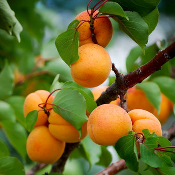 Apricot Seeds – Manchurian