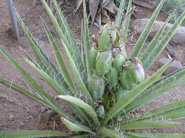Yucca Seeds – Banana Yucca
