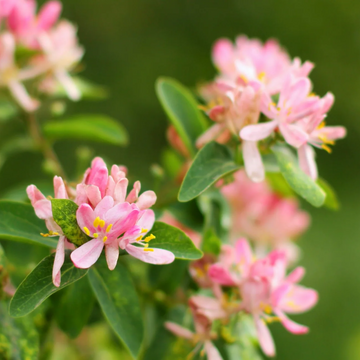 Honeysuckle Seeds – Tatarian