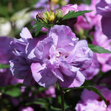 Rose of Sharon Seeds – Mixed Colors