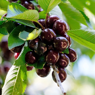 Cherry Seeds – Black