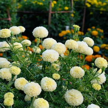 Marigold Seeds – White