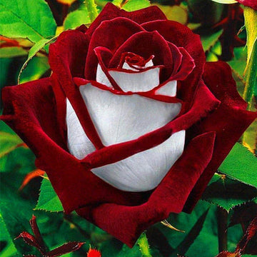 Love in a Mist Seeds – Rose Bush