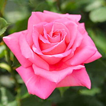 Rose Seeds - Pink
