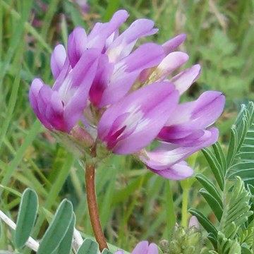 Astragalus Crassicarpus  Seeds – Heirloom, Hardy
