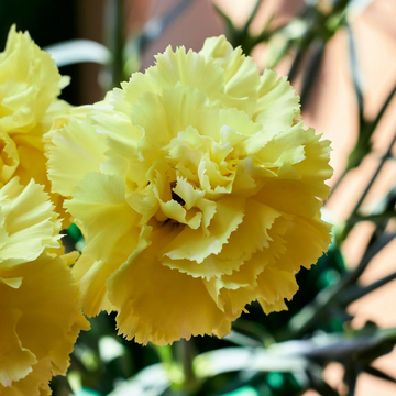 Carnation Seeds - Yellow