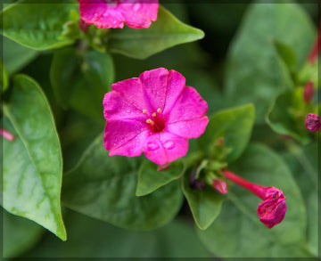 Marvel of Peru Seeds – Mixed Colors