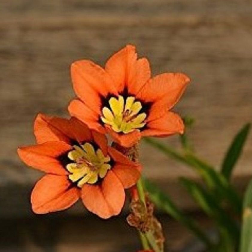 Sparaxis Tricolor Seeds – Orange