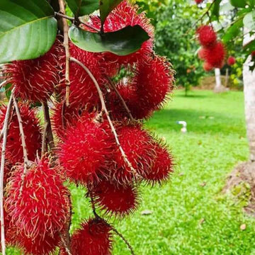 Rambutan Seeds – Tropical