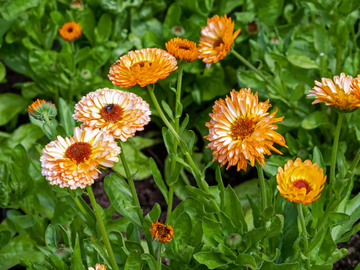 Calendula Seeds – Zeolights