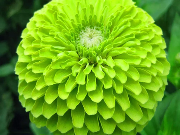 Zinnia Seeds - Green