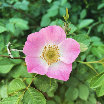 Rosa Rubiginosa Seeds – Sweet Briar Rose