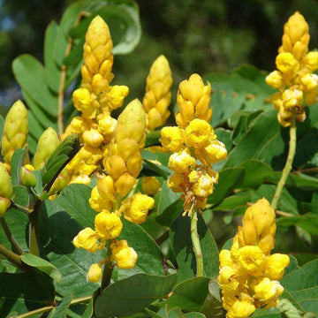 Cassia Seeds – Alata