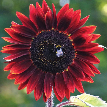 Red Sunflower Seeds