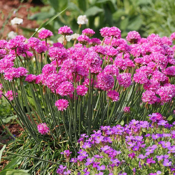 Armeria Seeds – Maritima