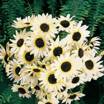 Sunflower Seeds – Snow White