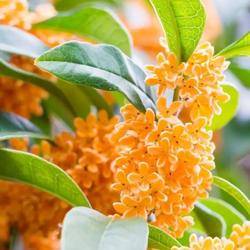 Osmanthus Fragrans Seeds – Sweet Olive