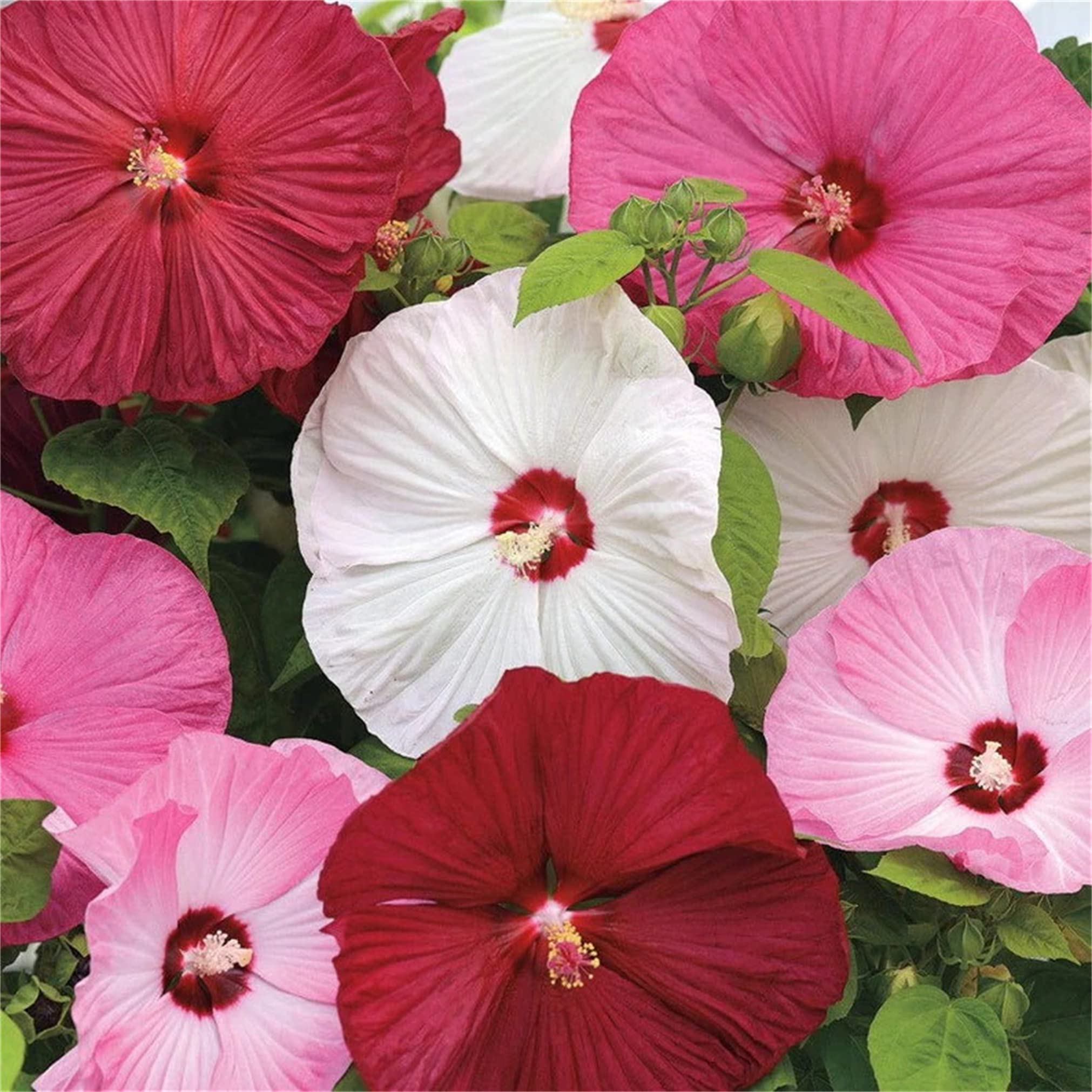 Hibiscus Seeds – Mixed Luna