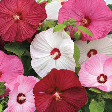Hibiscus Seeds – Mixed Luna